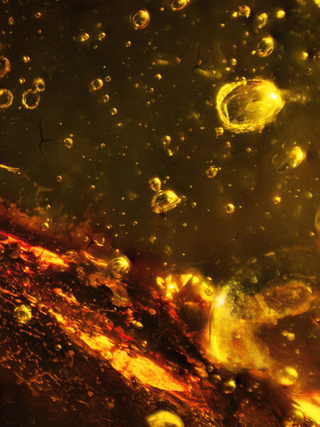 Plant material in fossilized amber (amber inclusion). Amber obtained from Burma region (Burmite)