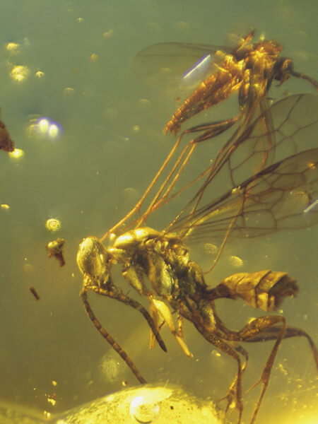 Two flies in fossilized amber (amber inclusion). Amber obtained from Burma region (Burmite)