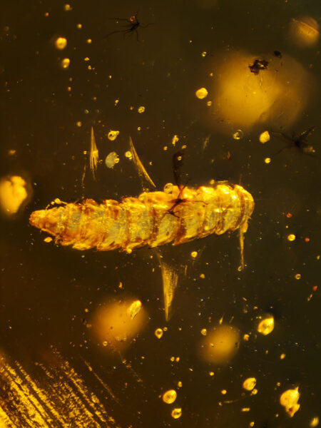 Insect larva in fossilized amber (amber inclusion). Amber obtained from Burma region (Burmite)