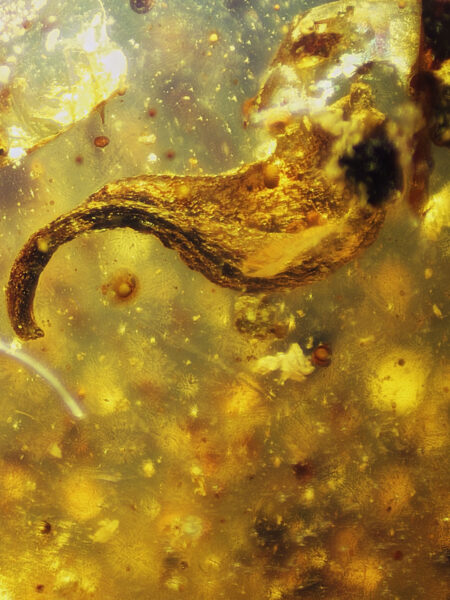 Plant leaf in fossilized amber (amber inclusion). Amber obtained from Burma region (Burmite)
