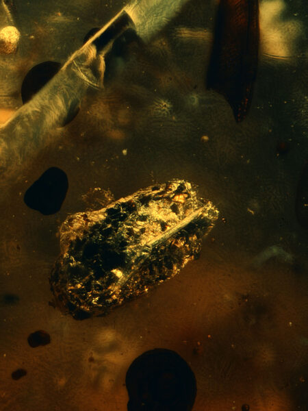 Plant seed in fossilized amber (amber inclusion). Amber obtained from Burma region (Burmite)
