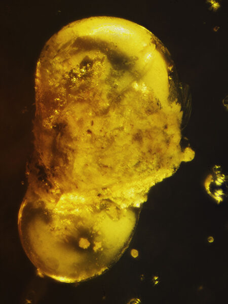 Unknown object in fossilized amber (amber inclusion). Amber obtained from Burma region (Burmite)