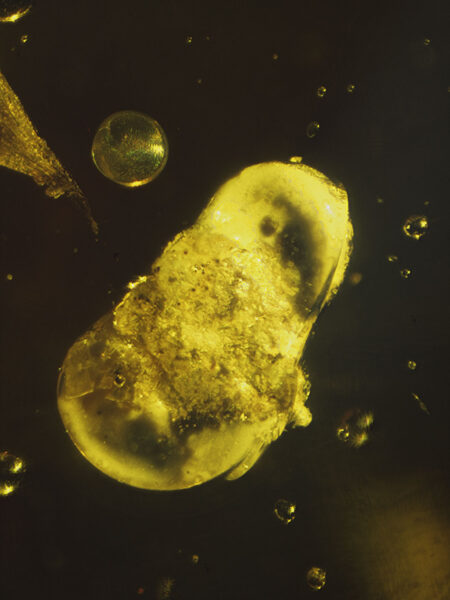 Unknown object in fossilized amber (amber inclusion). Amber obtained from Burma region (Burmite)