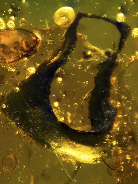 Plant material in fossilized amber (amber inclusion). Amber obtained from Burma region (Burmite)