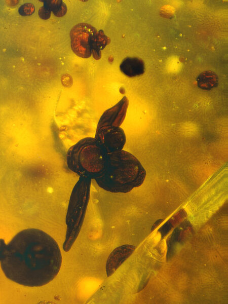 Plant seed in fossilized amber (amber inclusion). Amber obtained from Burma region (Burmite)