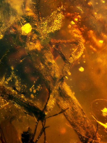 Spider leg in fossilized amber (amber inclusion). Amber obtained from Burma region (Burmite)