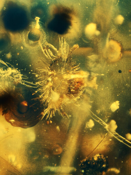 Plant seed pod in fossilized amber (amber inclusion). Amber obtained from Burma region (Burmite)