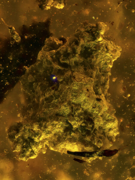 Particle in fossilized amber (amber inclusion). Amber obtained from Burma region (Burmite)