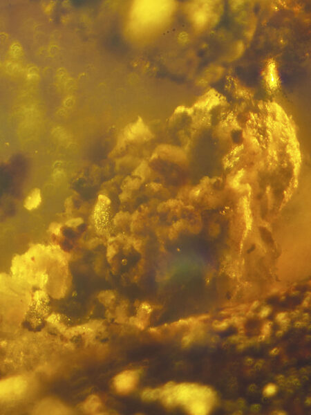 Sawdust in fossilized amber (amber inclusion). Amber obtained from Burma region (Burmite)