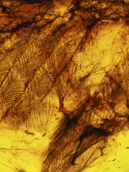 Feathers in fossilized amber (amber inclusion). Amber obtained from Burma region (Burmite)