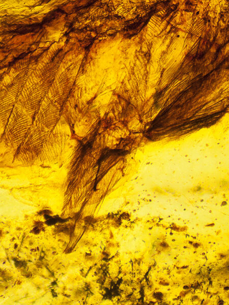 Feathers in fossilized amber (amber inclusion). Amber obtained from Burma region (Burmite)