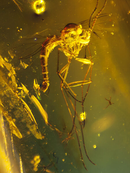 Fungus gnat in fossilized amber (amber inclusion). Amber obtained from Burma region (Burmite)