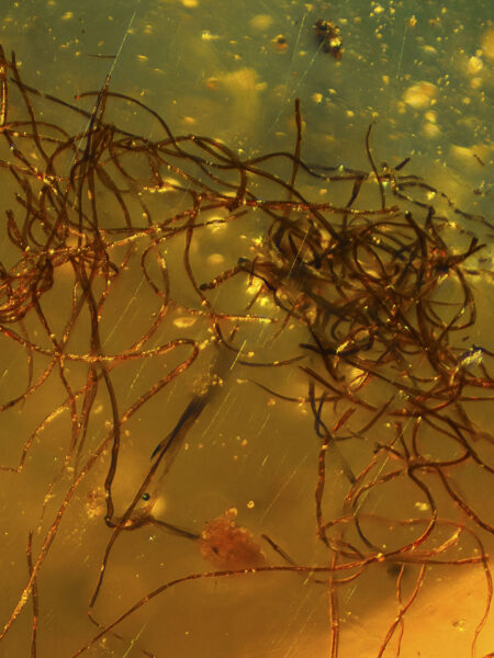 Strands in fossilized amber (amber inclusion). Amber obtained from Burma region (Burmite)