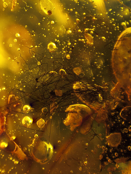 Fibers or hair in fossilized amber (amber inclusion). Amber obtained from Burma region (Burmite)