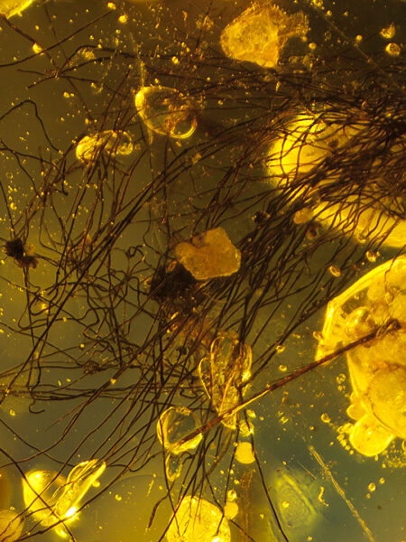 Fibers or hair in fossilized amber (amber inclusion). Amber obtained from Burma region (Burmite)