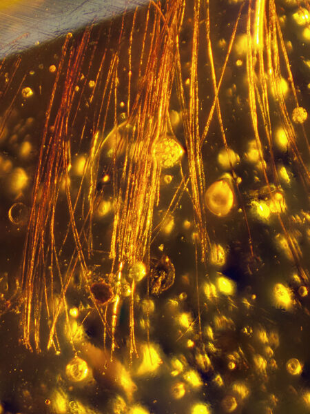 Hairs in fossilized amber (amber inclusion). Amber obtained from Burma region (Burmite)