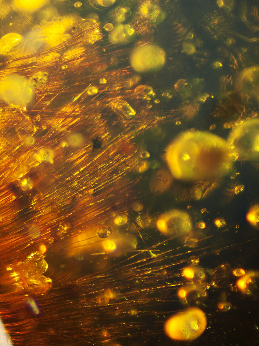 Hairs in fossilized amber (amber inclusion). Amber obtained from Burma region (Burmite)