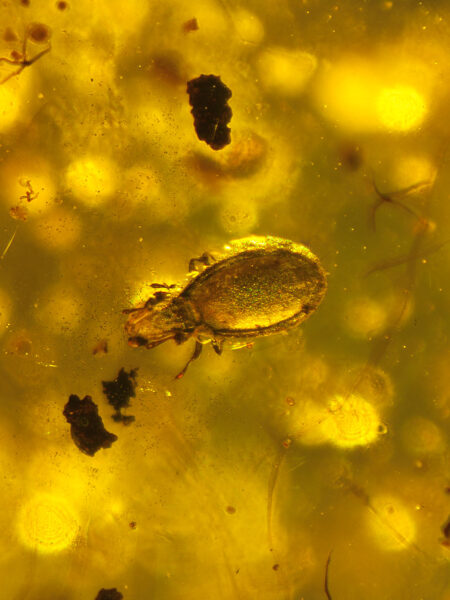Insect in fossilized amber (amber inclusion). Amber obtained from Burma region (Burmite)