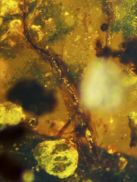 Silverfish in fossilized amber (amber inclusion). Amber obtained from Burma region (Burmite)