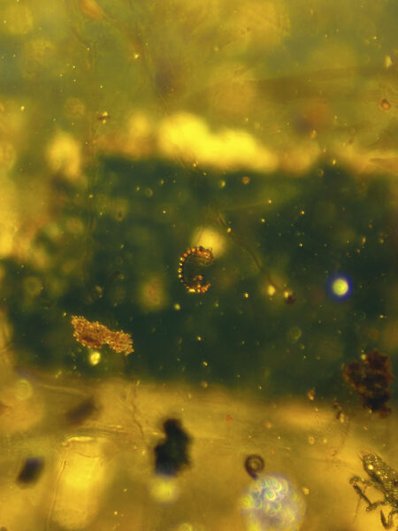 Larva in fossilized amber (amber inclusion). Amber obtained from Burma region (Burmite)
