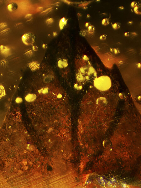 Leaf in fossilized amber (amber inclusion). Amber obtained from Burma region (Burmite)