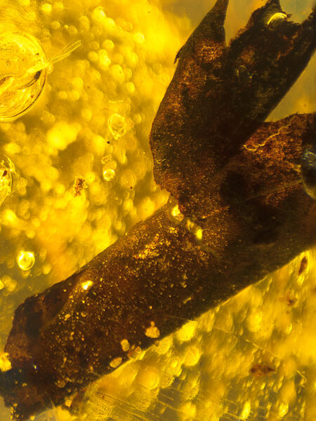 Plant in fossilized amber (amber inclusion). Amber obtained from Burma region (Burmite)