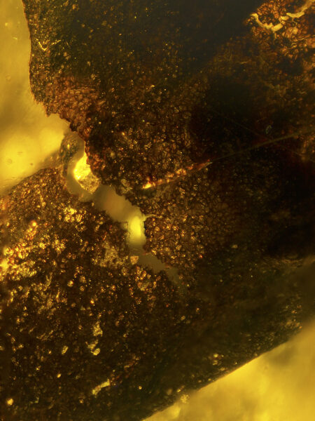 Plant in fossilized amber (amber inclusion). Amber obtained from Burma region (Burmite)