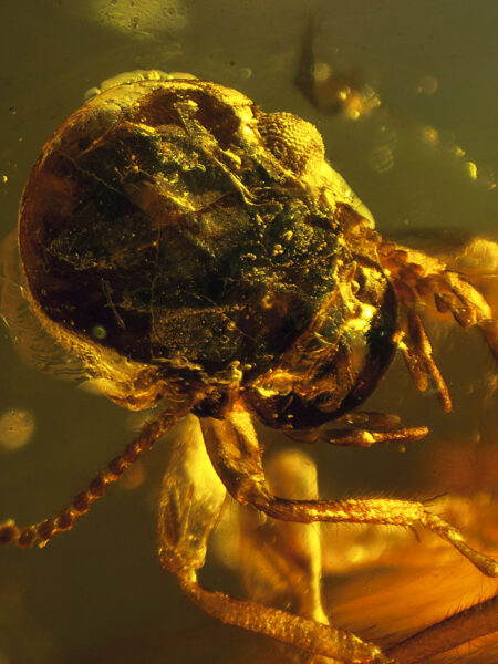Gerontoformica ant in fossilized amber (amber inclusion). Amber obtained from Burma region (Burmite)