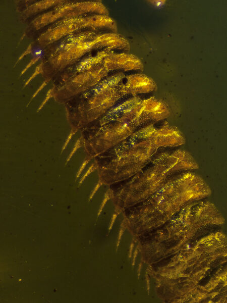 Millipede in fossilized amber (amber inclusion). Amber obtained from Burma region (Burmite)
