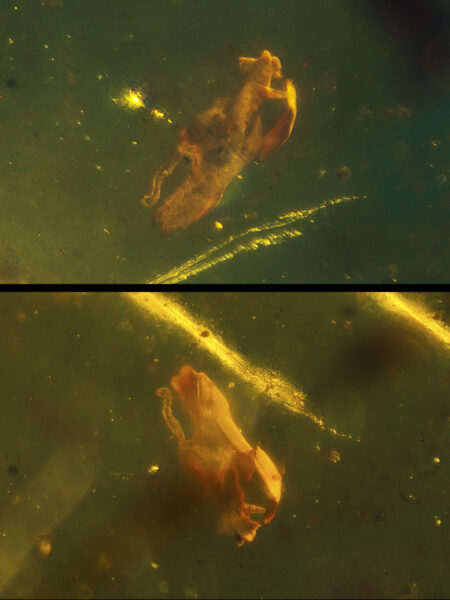 Object in fossilized amber (amber inclusion). Amber obtained from Burma region (Burmite)