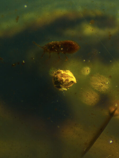 Object and insect in fossilized amber (amber inclusion). Amber obtained from Burma region (Burmite)