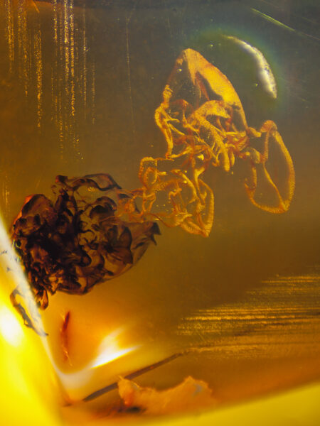 Unknown object in fossilized amber (amber inclusion). Amber obtained from Burma region (Burmite)