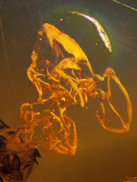 Unknown object in fossilized amber (amber inclusion). Amber obtained from Burma region (Burmite)