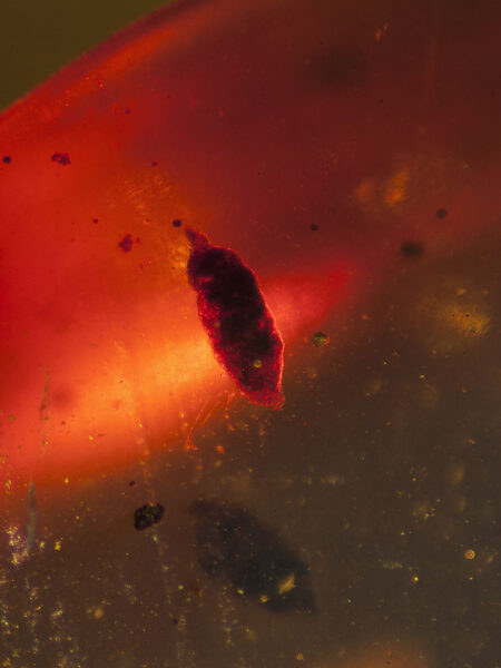 Object in fossilized amber (amber inclusion). Amber obtained from Burma region (Burmite)