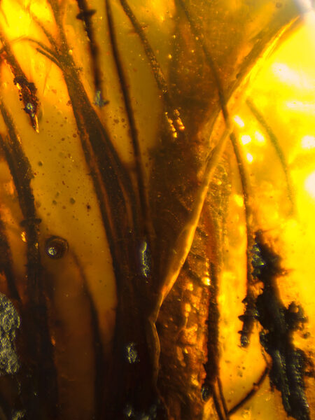 Pine stem in fossilized amber (amber inclusion). Amber obtained from Burma region (Burmite)