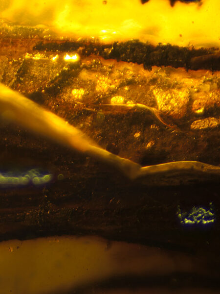 Pine stem in fossilized amber (amber inclusion). Amber obtained from Burma region (Burmite)
