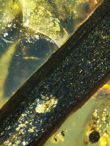 Bisected plant stem in fossilized amber (amber inclusion). Amber obtained from Burma region (Burmite)