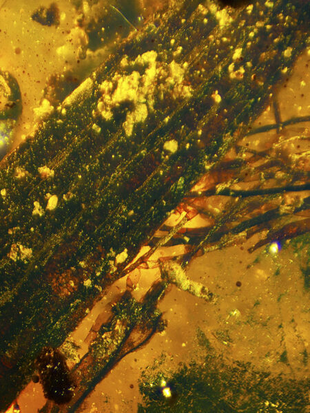 Plant in fossilized amber (amber inclusion). Amber obtained from Burma region (Burmite)