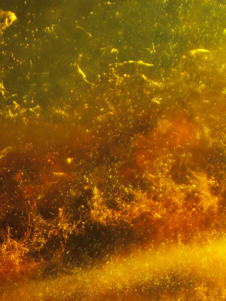 Plant material in fossilized amber (amber inclusion). Amber obtained from Burma region (Burmite)