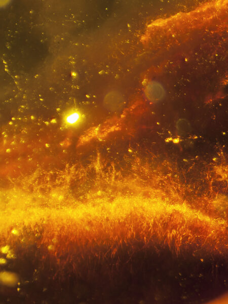 Plant material in fossilized amber (amber inclusion). Amber obtained from Burma region (Burmite)