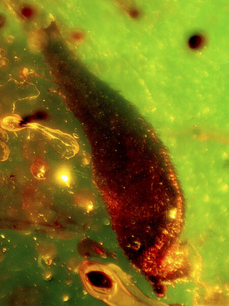 Plant leaf in fossilized amber (amber inclusion). Amber obtained from Burma region (Burmite)