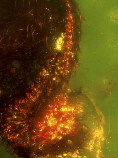 Plant leaf in fossilized amber (amber inclusion). Amber obtained from Burma region (Burmite)