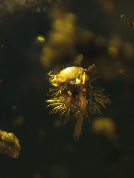 Germinating seed in fossilized amber (amber inclusion). Amber obtained from Burma region (Burmite)