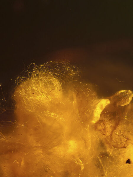 Silk in fossilized amber (amber inclusion). Amber obtained from Burma region (Burmite)