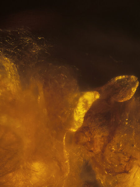 Silk in fossilized amber (amber inclusion). Amber obtained from Burma region (Burmite)