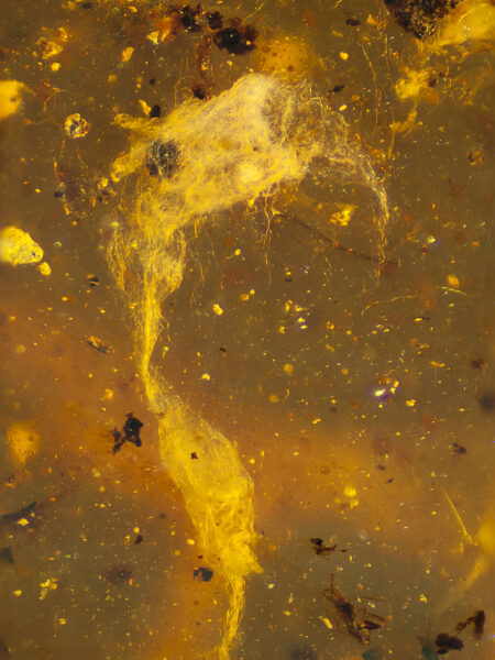 Spider web in fossilized amber (amber inclusion). Amber obtained from Burma region (Burmite)