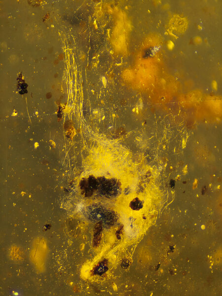 Spider web in fossilized amber (amber inclusion). Amber obtained from Burma region (Burmite)