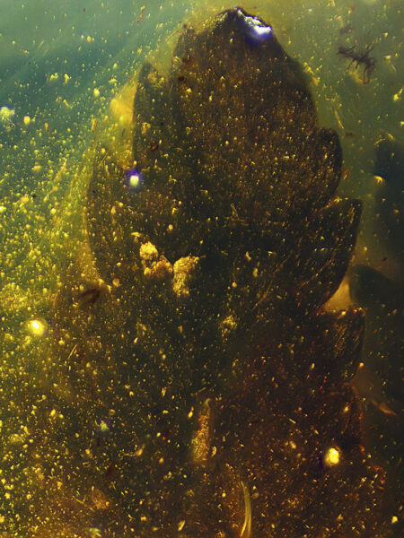 Leaves in fossilized amber (amber inclusion). Amber obtained from Burma region (Burmite)