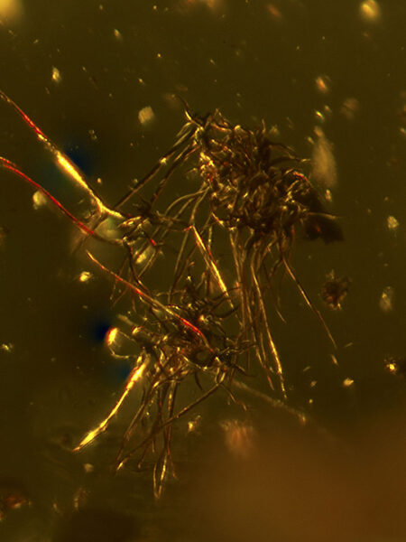 Stellate hairs in fossilized amber (amber inclusion). Amber obtained from Burma region (Burmite)