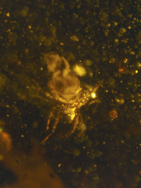 Tick in fossilized amber (amber inclusion). Amber obtained from Burma region (Burmite)
